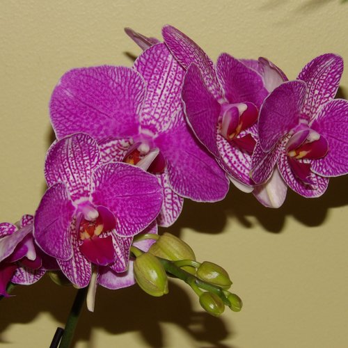 plante orchidée