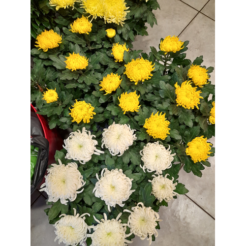chrysanthèmes jaune et blanc