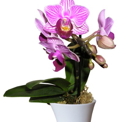 Orchidée Roses mini